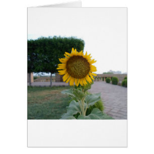 Beautiful Stunning Sunflower Floral Design