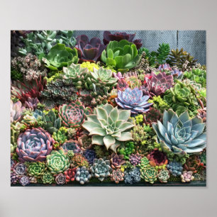 Beautiful Succulents Poster