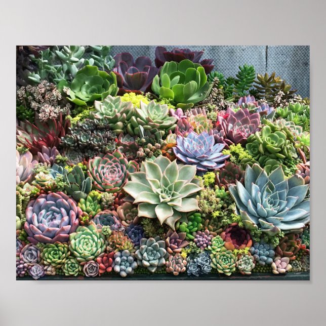 Beautiful Succulents Poster (Front)