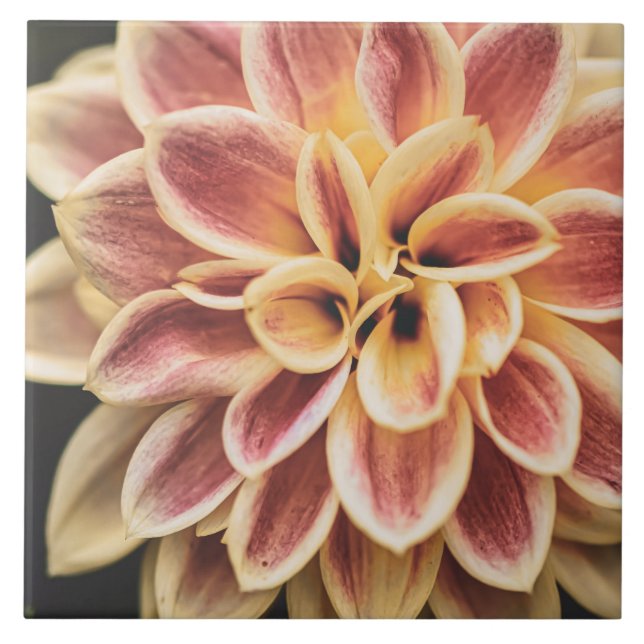 Beautiful Summer Dahlia Flower (Pretty Floral Art) Ceramic Tile (Front)