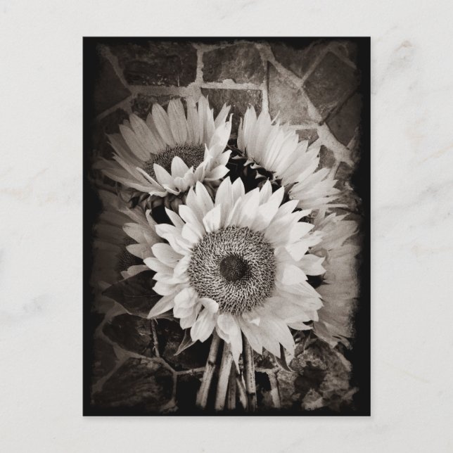 Beautiful Sunflower Bouquet Photo in Black & White Postcard (Front)