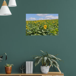 Beautiful sunflower fields in sunny day poster