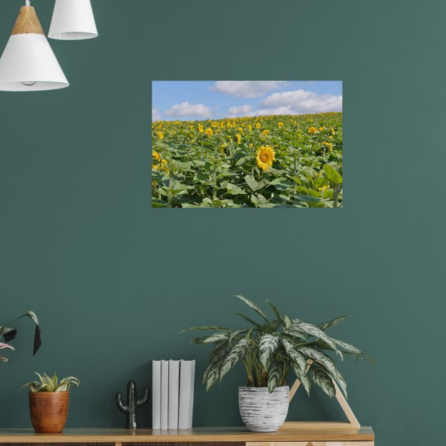 Beautiful sunflower fields in sunny day poster (Living Room 1)