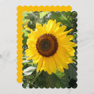 Beautiful Sunflower Photograph