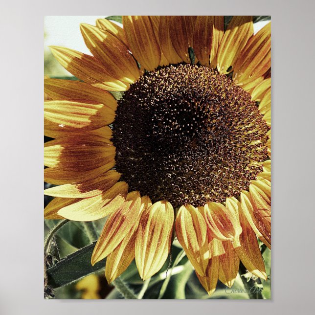 Beautiful Sunflower Photograph Poster (Front)
