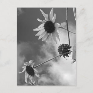 Beautiful Sunflowers in Black and White Postcard