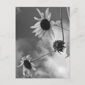 Beautiful Sunflowers in Black and White Postcard