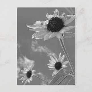 Beautiful Sunflowers in Black and White Postcard