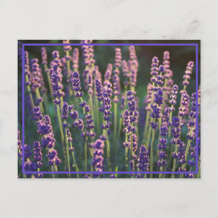 Beautiful Sunlit Lavender Flowers Postcard