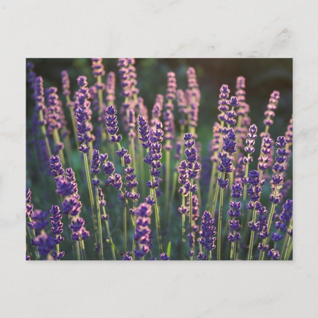 Beautiful Sunlit Lavender Flowers Postcard (Front)
