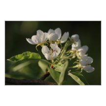 Beautiful Sunlit White Pear Blossom