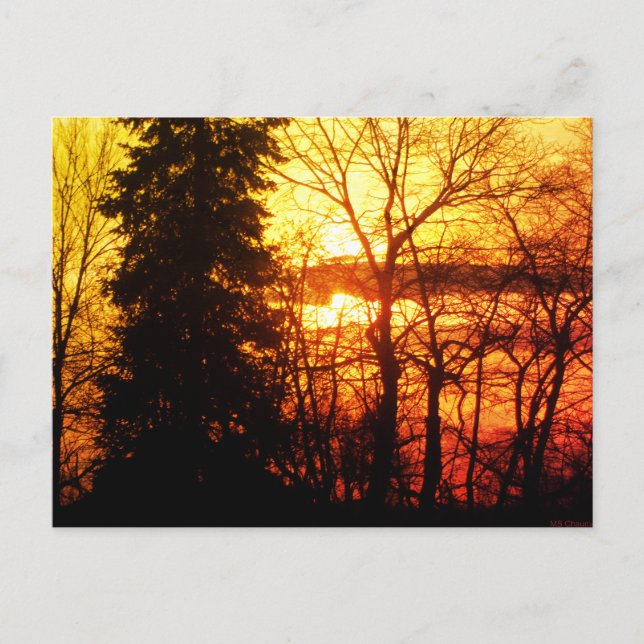 Beautiful Sunset Canada Trees Orange Gold Sky Post Postcard (Front)