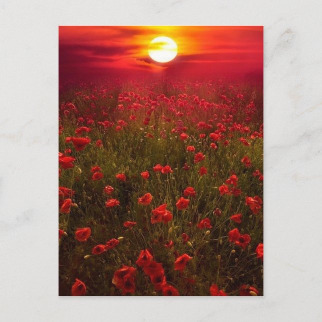 Beautiful sunset over field of red flowers postcard (Front)