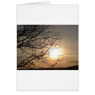 Beautiful sunset with branchs