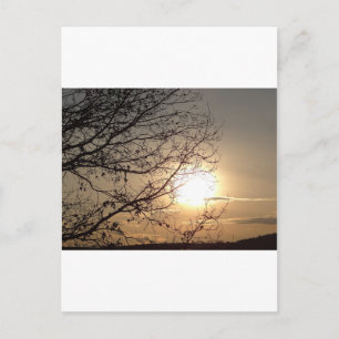 Beautiful sunset with branchs postcard