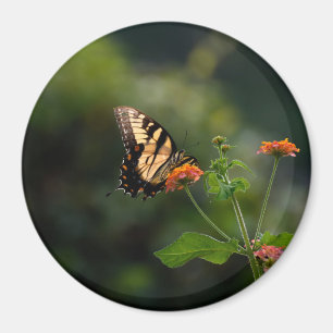 Beautiful Swallowtail butterfly Magnet