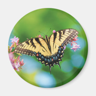 Beautiful Swallowtail butterfly on pretty flowers  Magnet