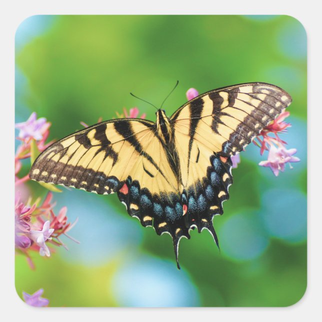 Beautiful Swallowtail butterfly on pretty flowers Square Sticker (Front)