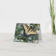 Beautiful swallowtail butterfly photo -
