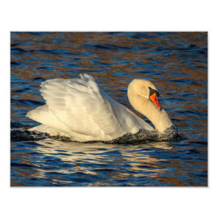 Beautiful Swan and Blue Water Photo Print