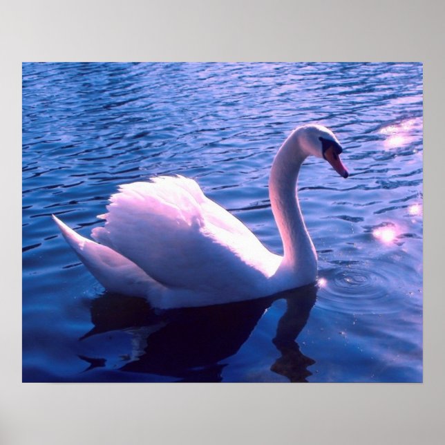 Beautiful swan in lake poster (Front)