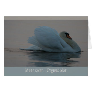 Beautiful swan in the evening light CC0756