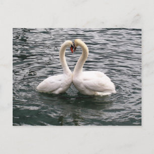 Beautiful swan pair postcard