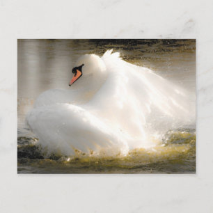 Beautiful Swan Post Card