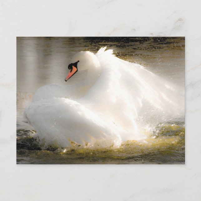 Beautiful Swan Post Card (Front)