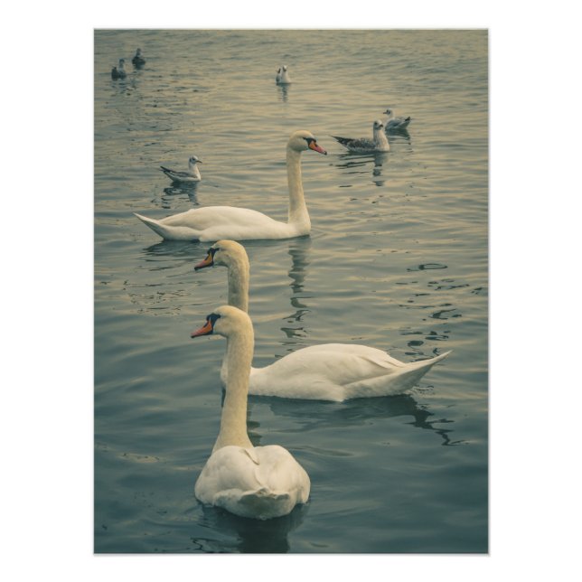 Beautiful Swans on the Sea Photo Print (Front)