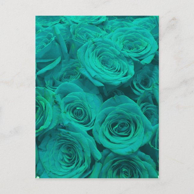 Beautiful teal green roses teal flowers  postcard (Front)