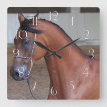 Beautiful thoroughbred arabian stallion