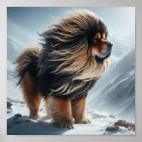 beautiful Tibetan Mastiff