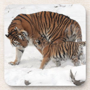 Beautiful Tiger and Cub Coaster