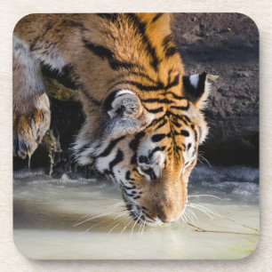 Beautiful Tiger at the Waterhole Coaster