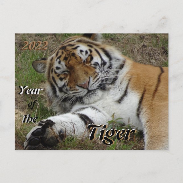 Beautiful Tiger Chinese New Year 2022 Postcard (Front)
