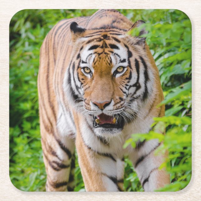 Beautiful Tiger Coaster Set (Front)