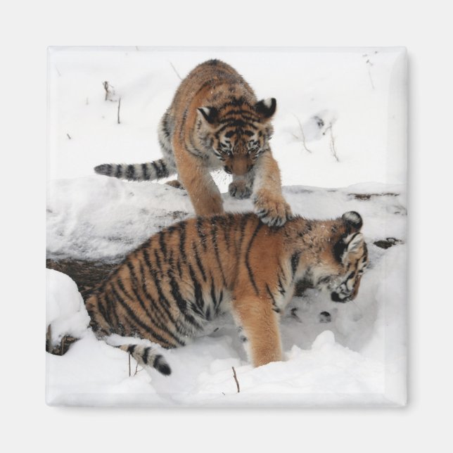 Beautiful Tiger Cubs playing in the snow Magnet (Front)