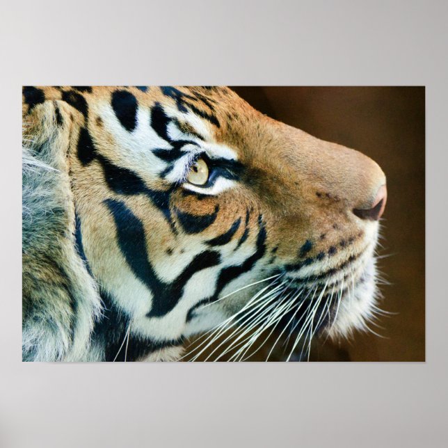 Beautiful Tiger Face in Profile Poster (Front)
