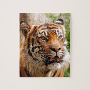 Beautiful tiger face jigsaw puzzle