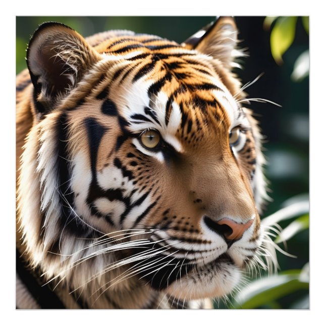 Beautiful tiger face photo print (Front)