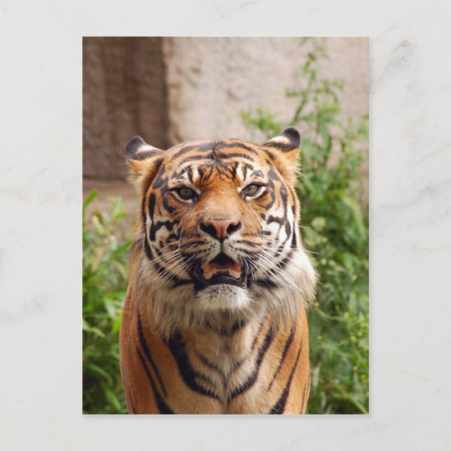 Beautiful tiger face print postcard (Front)