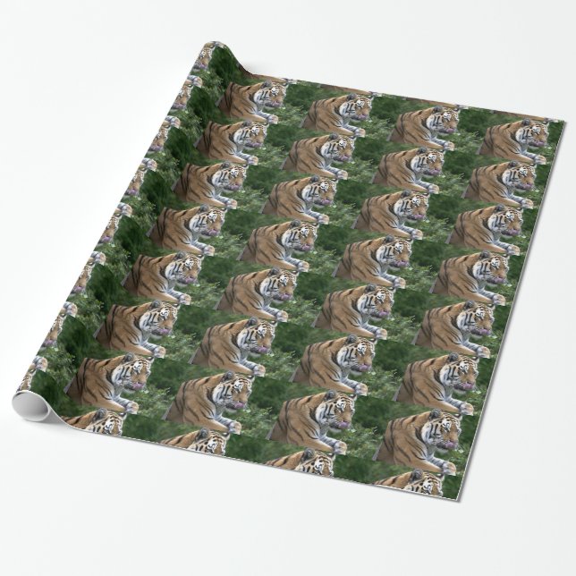 Beautiful Tiger Licking Its Nose Wrapping Paper (Unrolled)