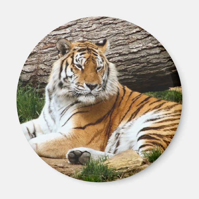 Beautiful Tiger Resting Photograph Magnet (Front)