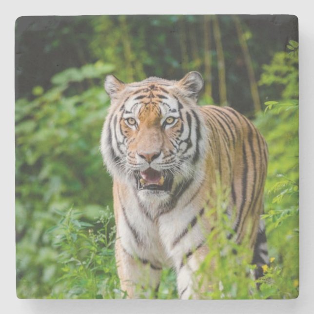 Beautiful Tiger Stone Coaster (Front)