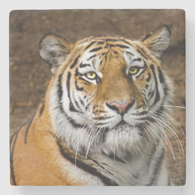 Beautiful Tiger Stone Coaster (Front)