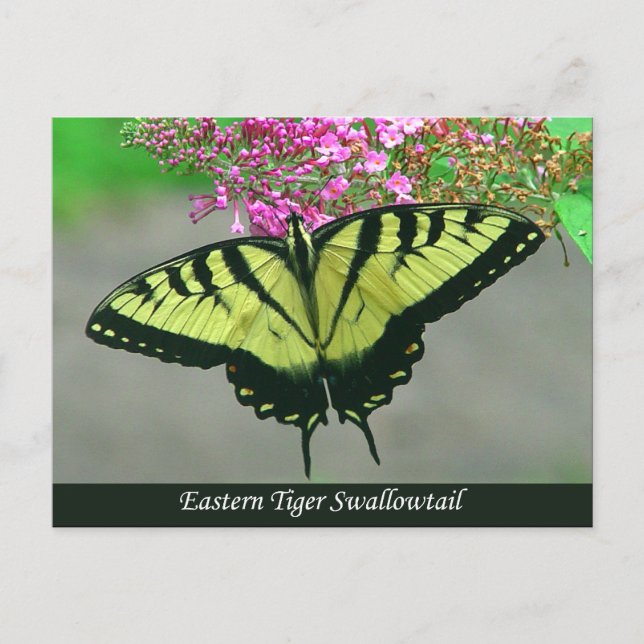 Beautiful Tiger Swallowtail Butterfly Postcard 5 (Front)