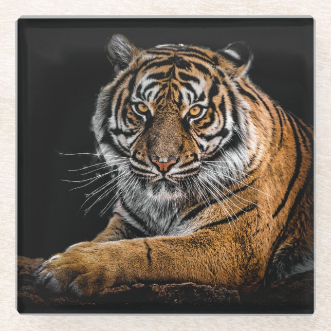 Beautiful Tiger with Black Background Glass Coaster (Front)