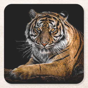 Beautiful Tiger with Black Background Square Paper Coaster