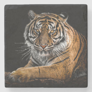 Beautiful Tiger with Black Background Stone Coaster